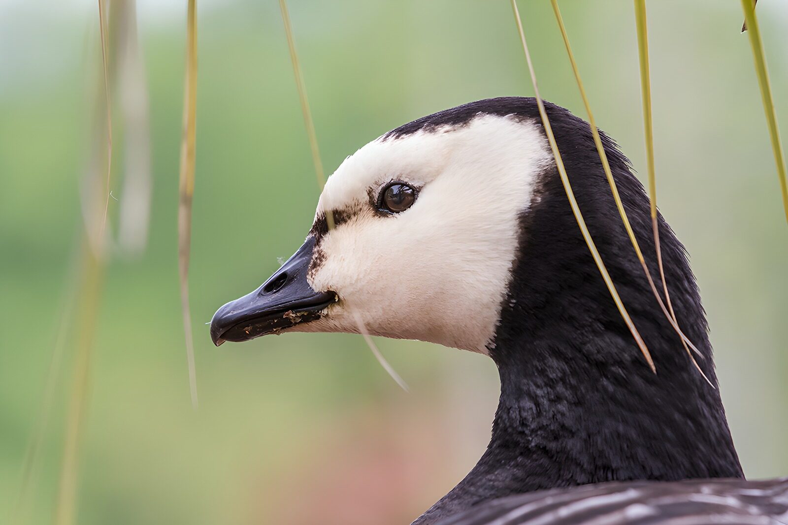 TPES50409: Barnacla cariblanca de perfil, sin prisa
