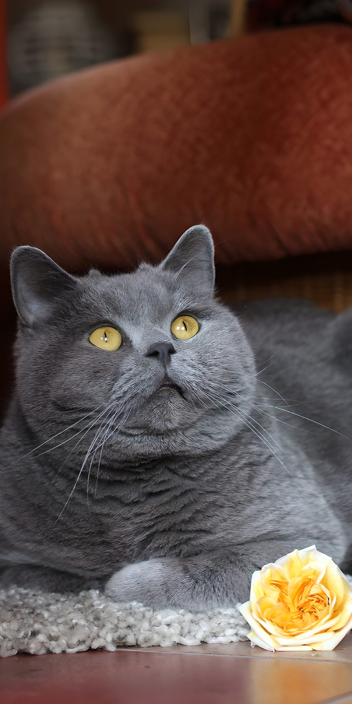 TPES98353: Gato gris junto a una rosa amarilla