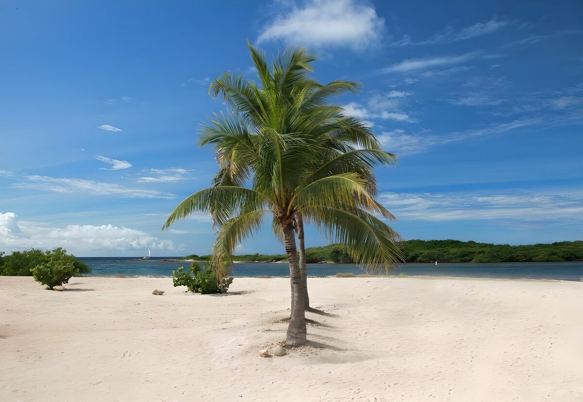 Dos palmeras en una playa de arena clara