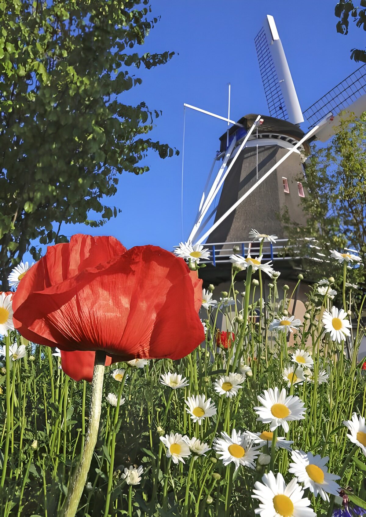 TPES21941: Molino de viento entre flores de verano