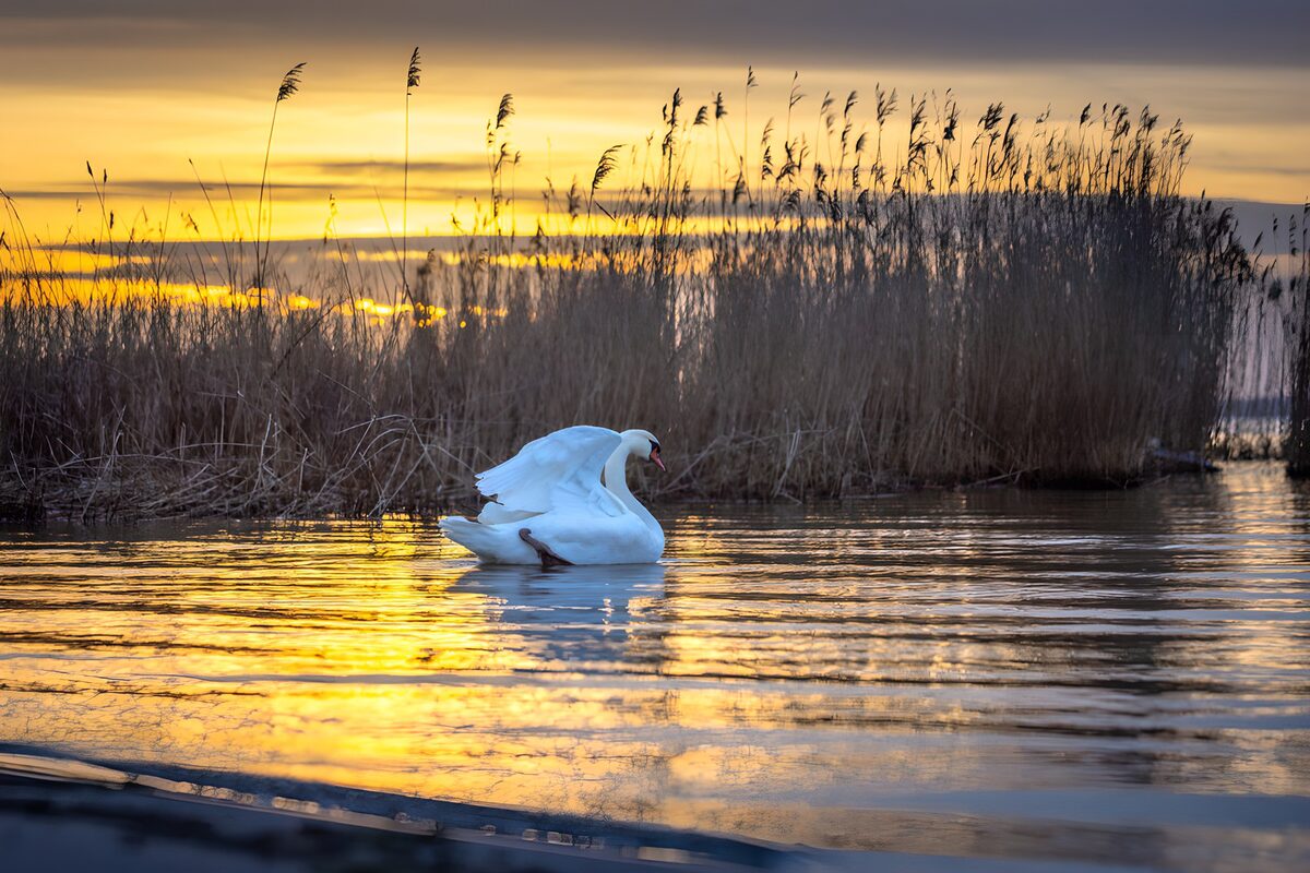 Cisne al atardecer entre juncos