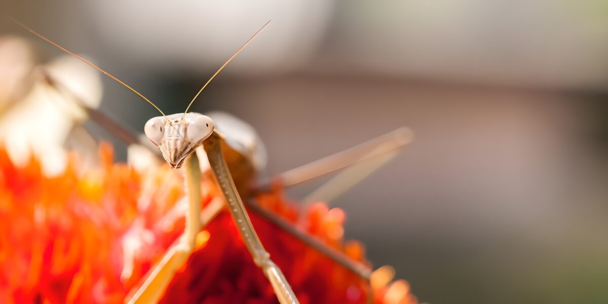 Mantis en flor, cara a cara