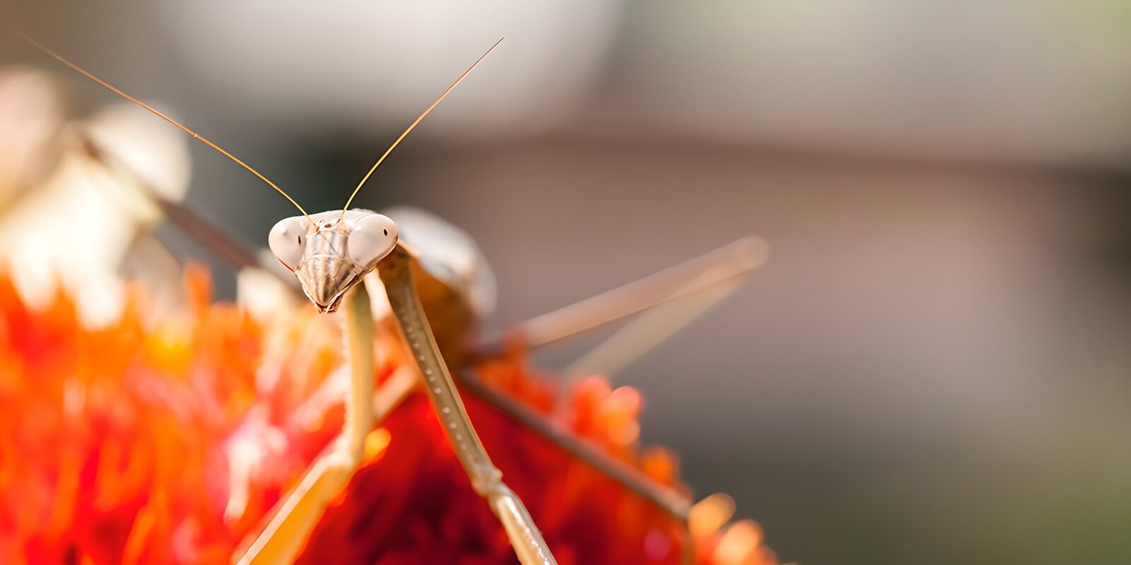 TPES76382: Mantis en flor, cara a cara