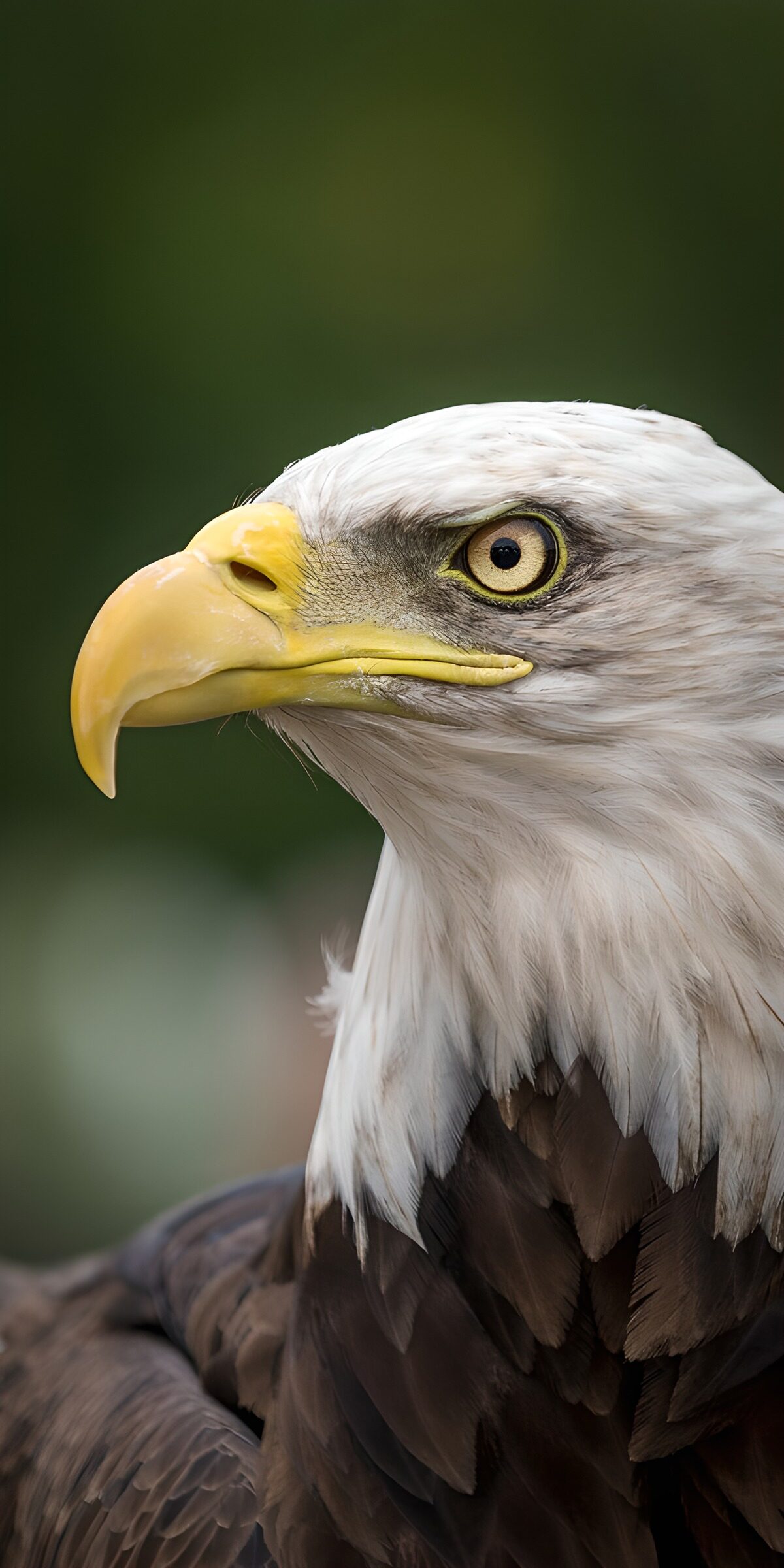 TPES68582: Águila calva de perfil, siempre alerta