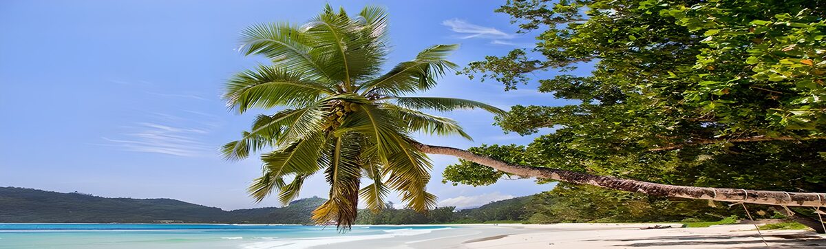 TPES57402: Playa turquesa bajo una palmera inclinada