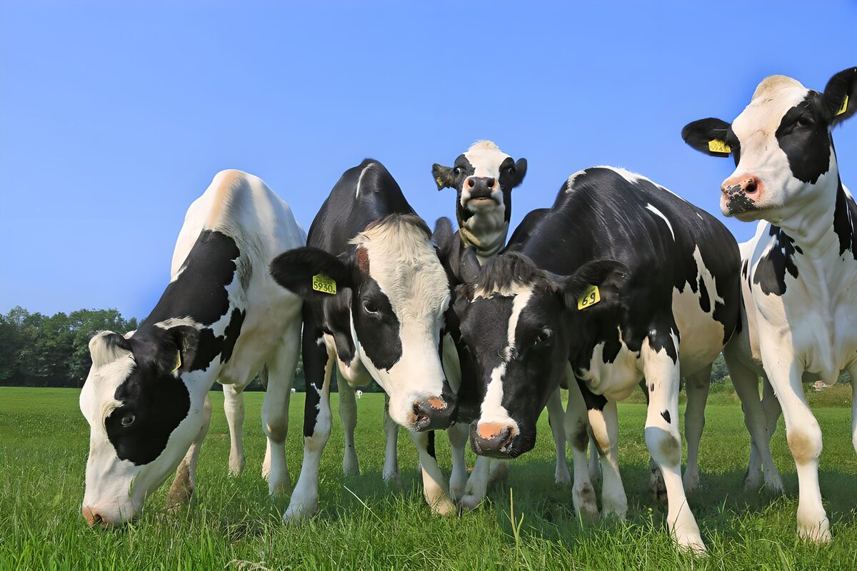 Cinco vacas blancas y negras en el prado