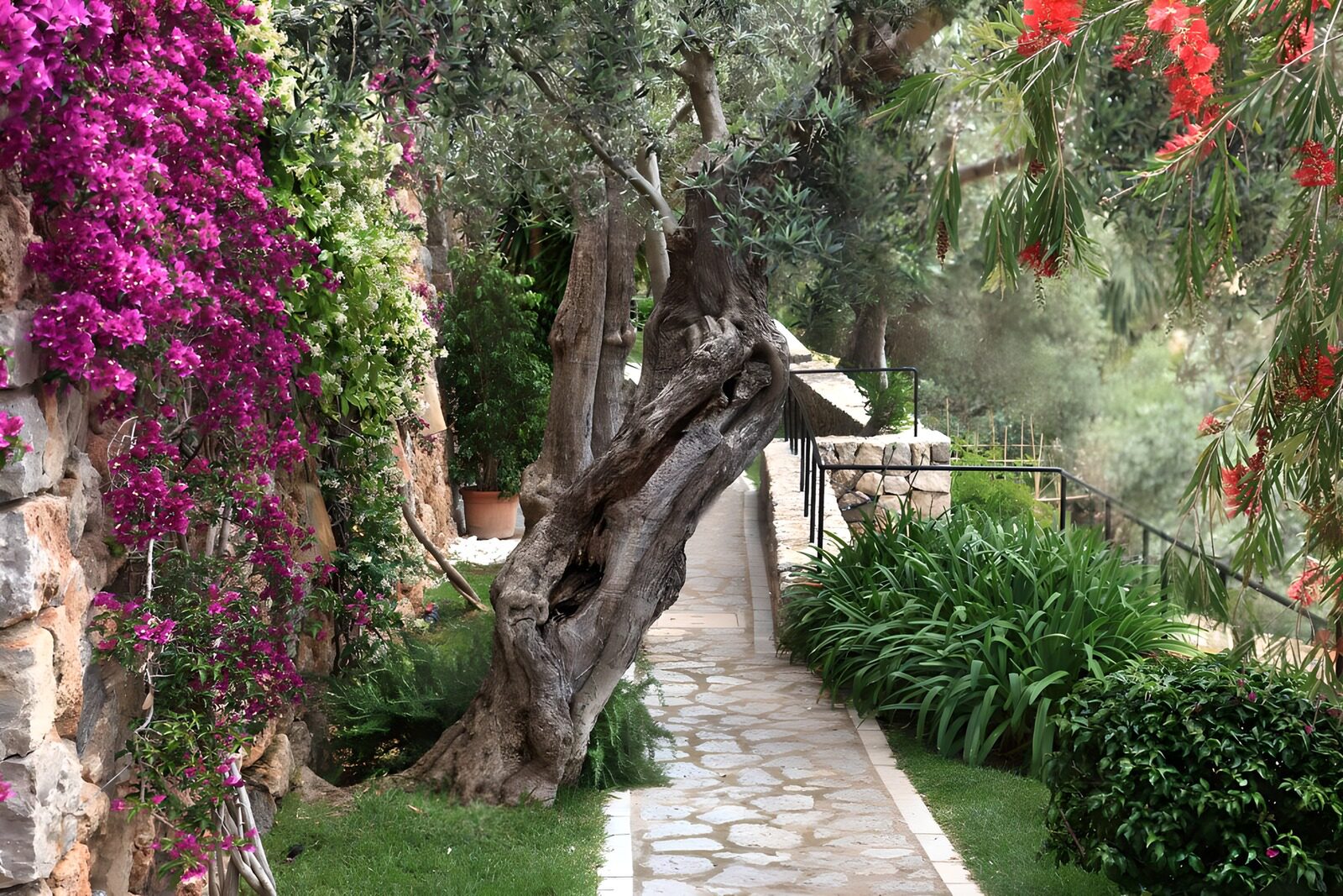 TPES54920: Camino de piedra entre olivos y flores