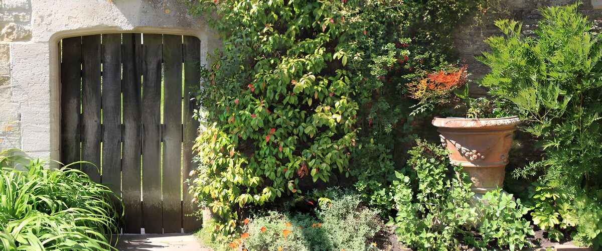 TPES73459: Puerta de madera entre plantas al sol