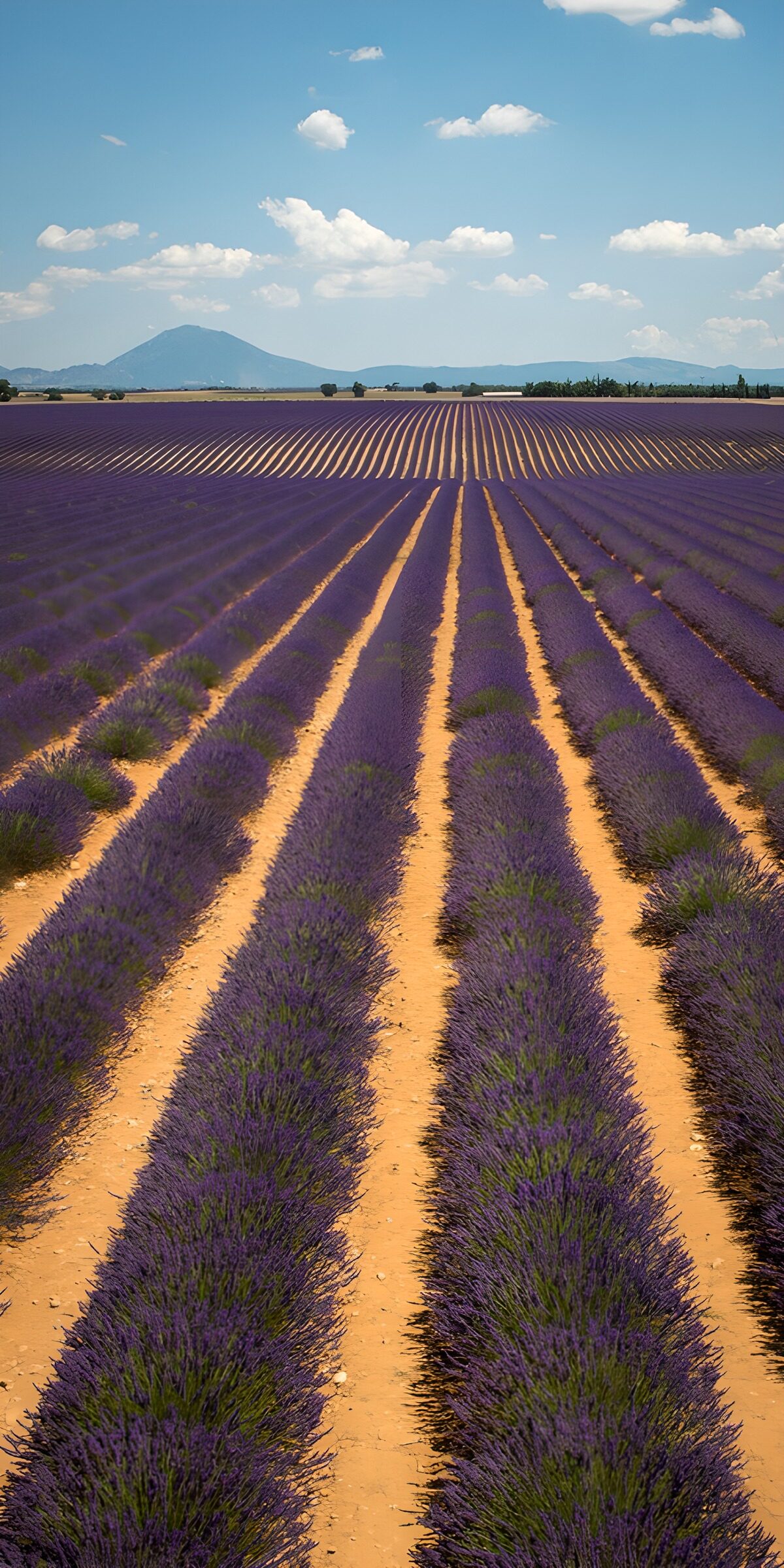 TPES63553: Olas de lavanda hacia las colinas