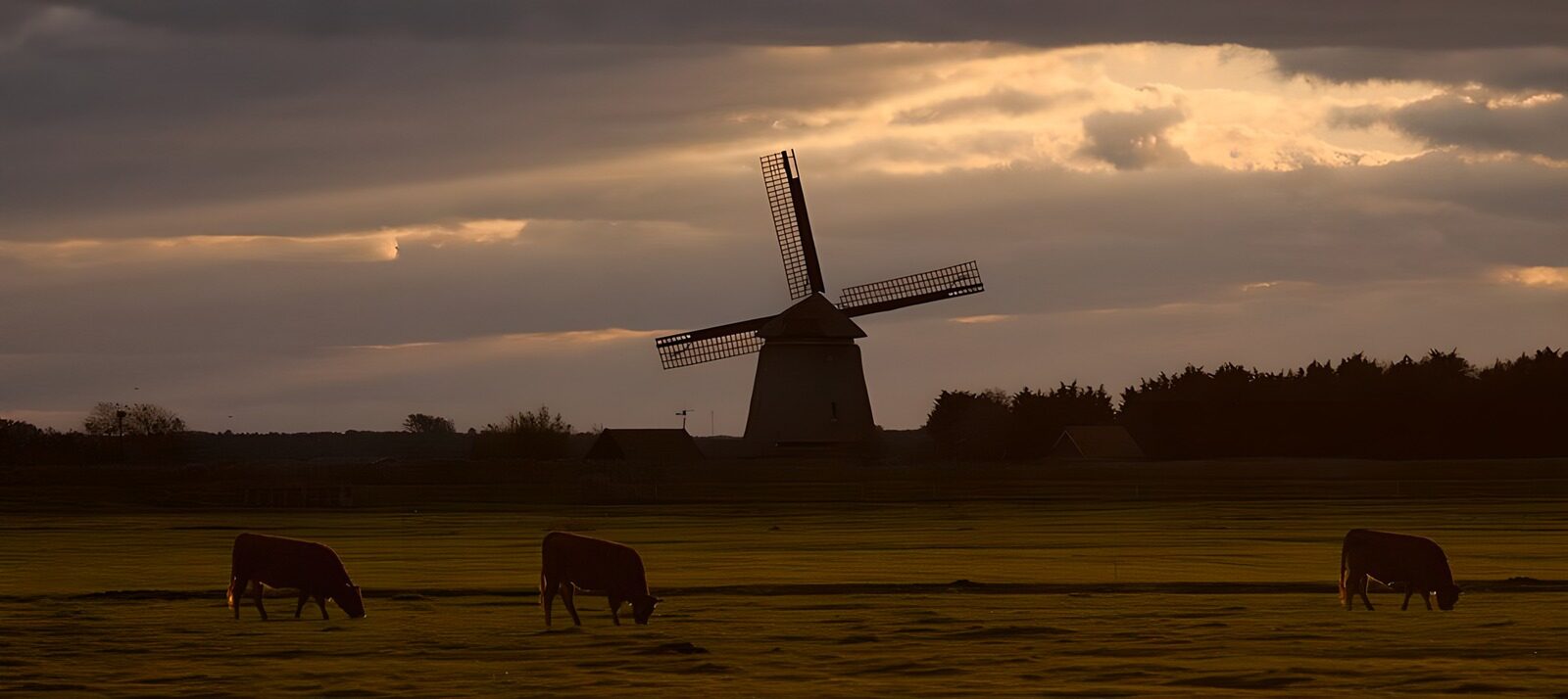 TPES53893: Vacas y molino al atardecer