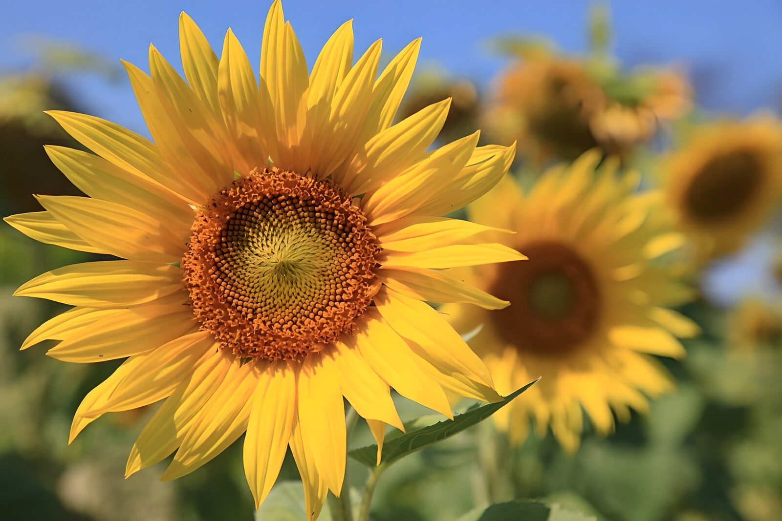TPES39437: Girasol, un verano entre pétalos