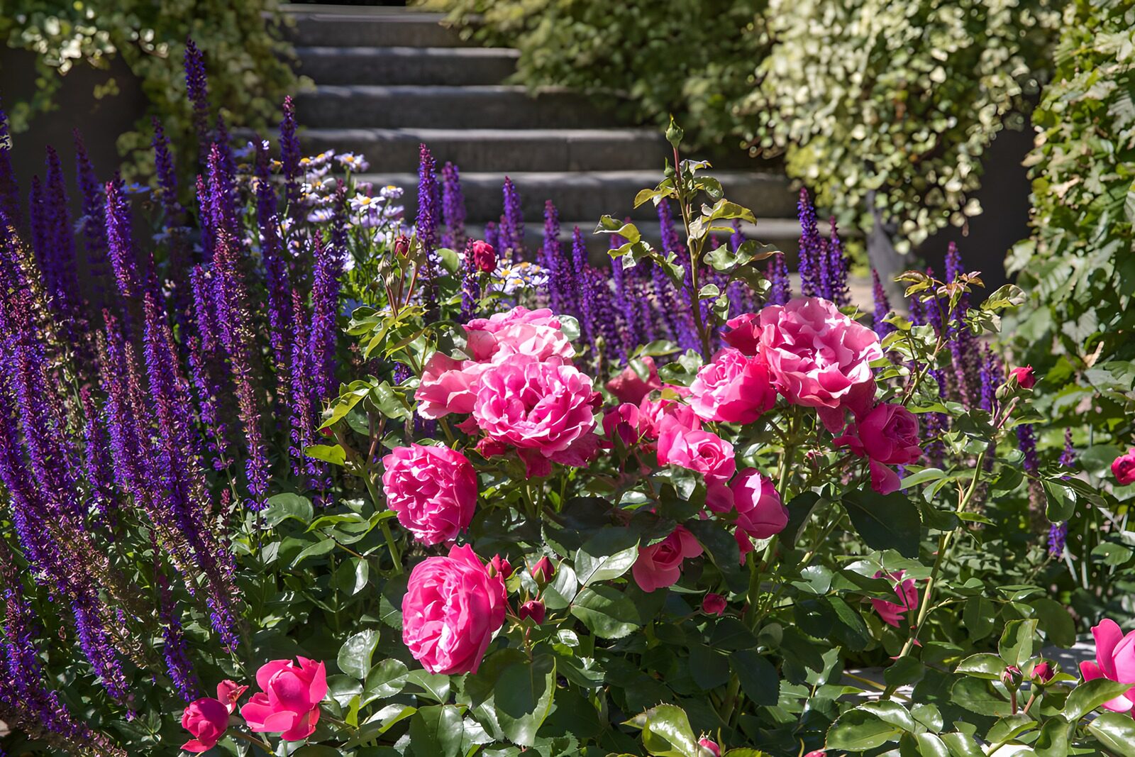 TPES87287: Rosas rosas y flores moradas al sol