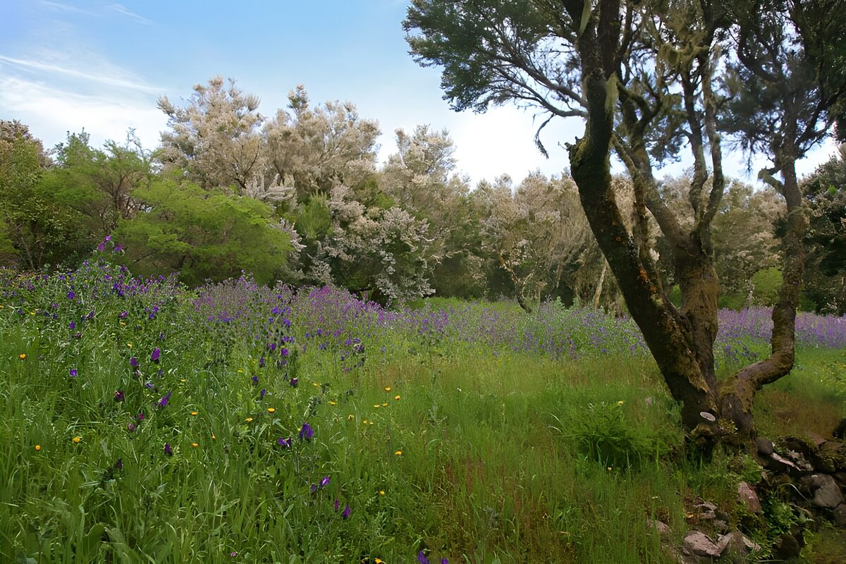 Prado de flores moradas a la sombra