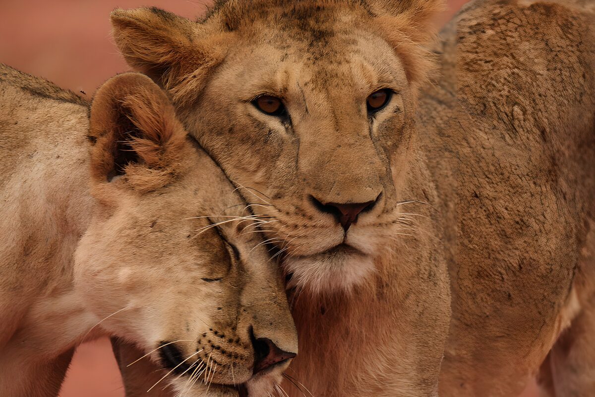 Dos leones, mejilla con mejilla