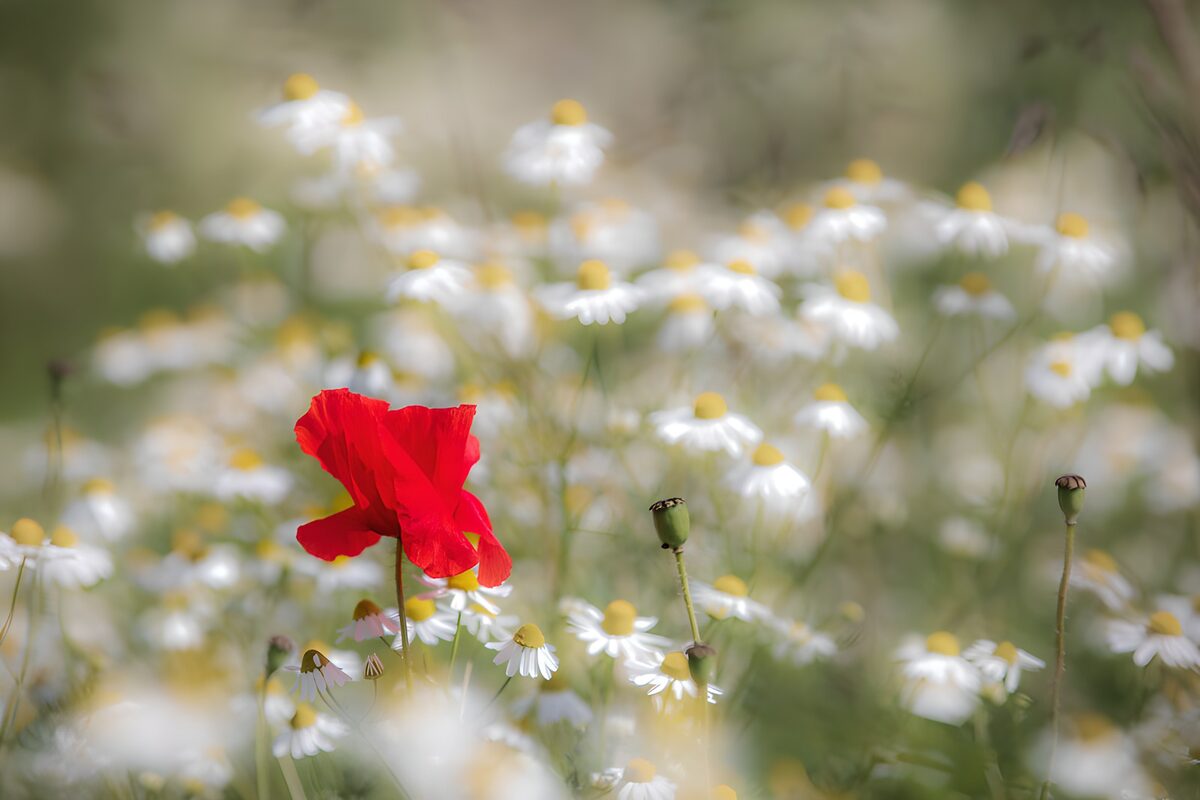 Amapola y flores blancas a la luz suave