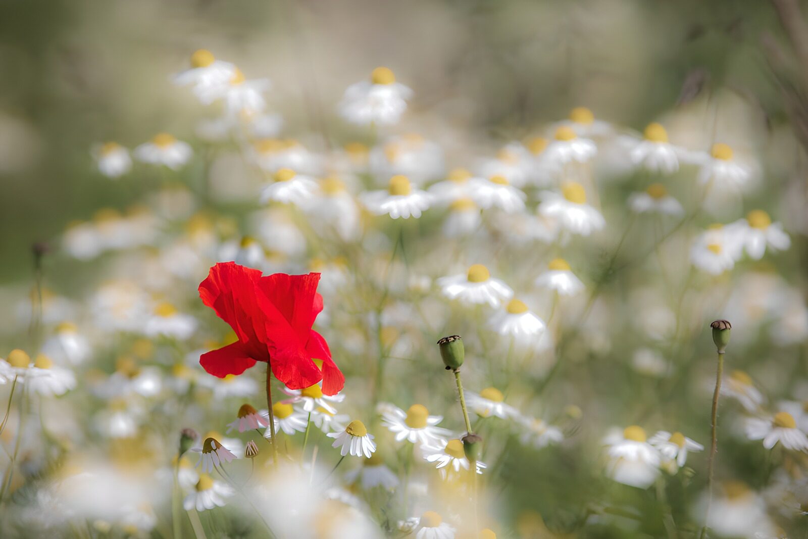 TPES38715: Amapola y flores blancas a la luz suave
