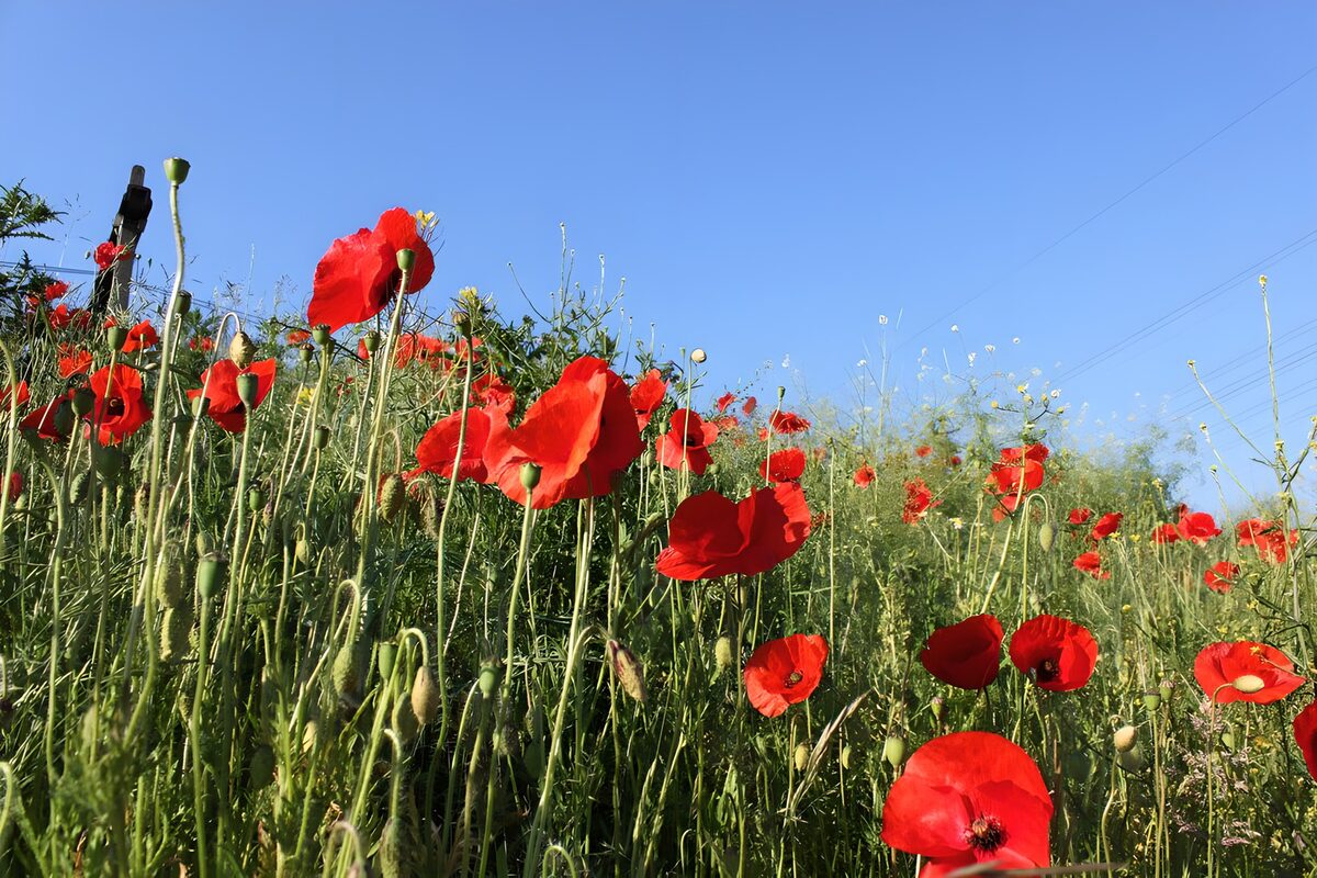 Amapolas entre el verde y el azul
