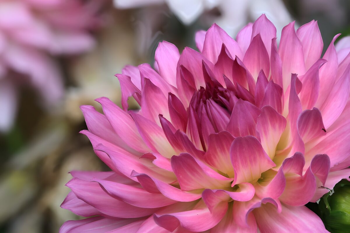 Dalia rosa en primer plano, pétalo a pétalo