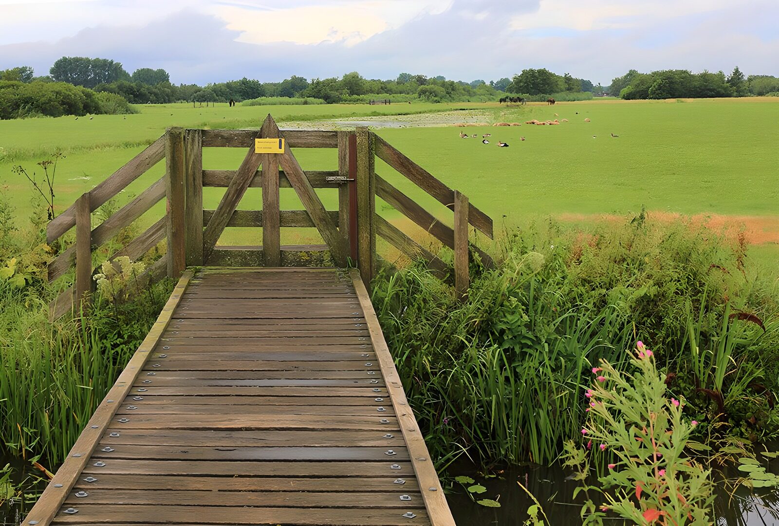 TPES55817: Puente de madera hacia un prado tranquilo