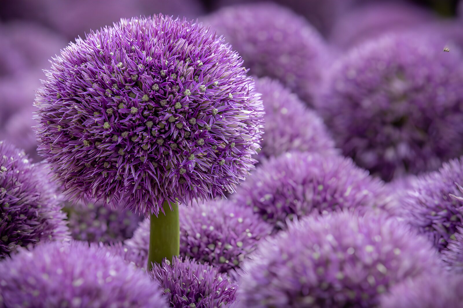 TPES64959: Flores de allium a la suave luz del día