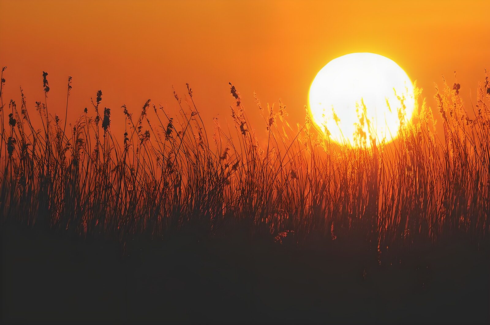 TPES19623: Sol de atardecer entre hierbas