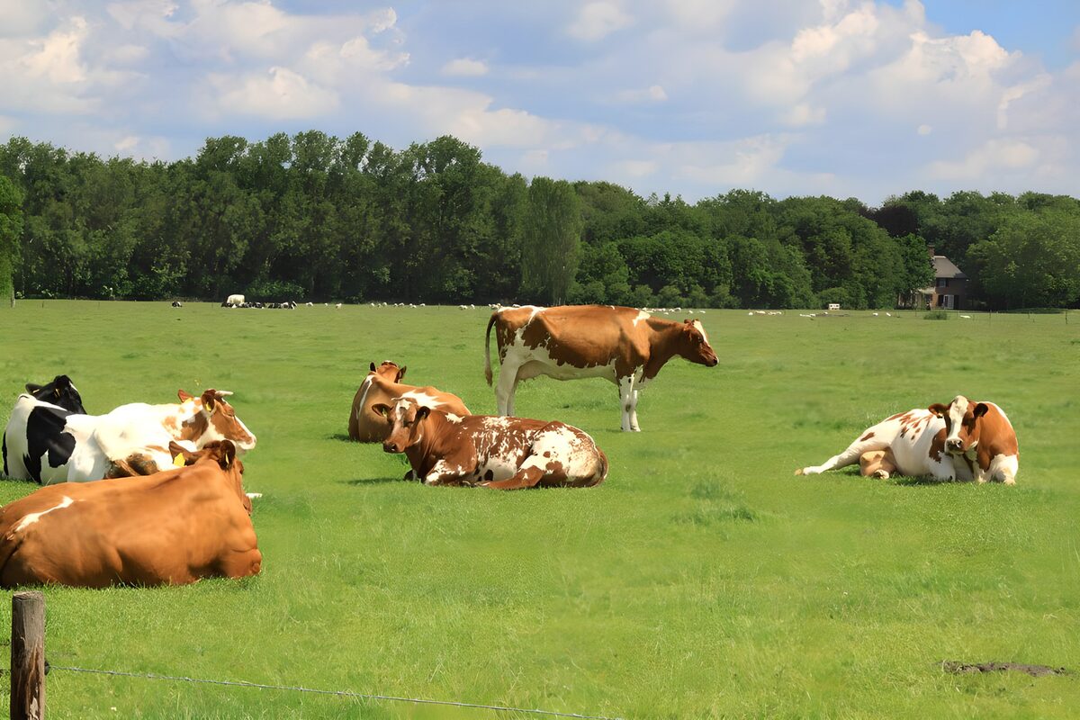 Vacas descansando en un prado verde