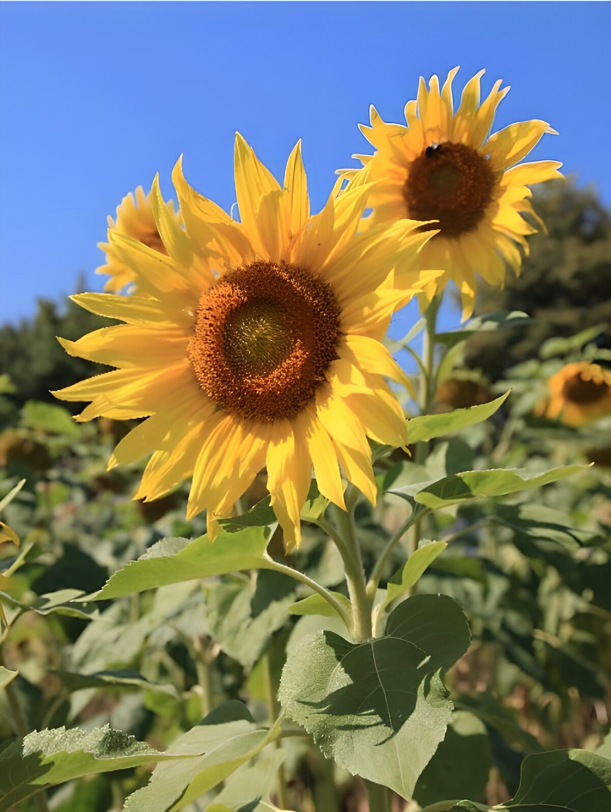 Girasoles al sol bajo un cielo azul