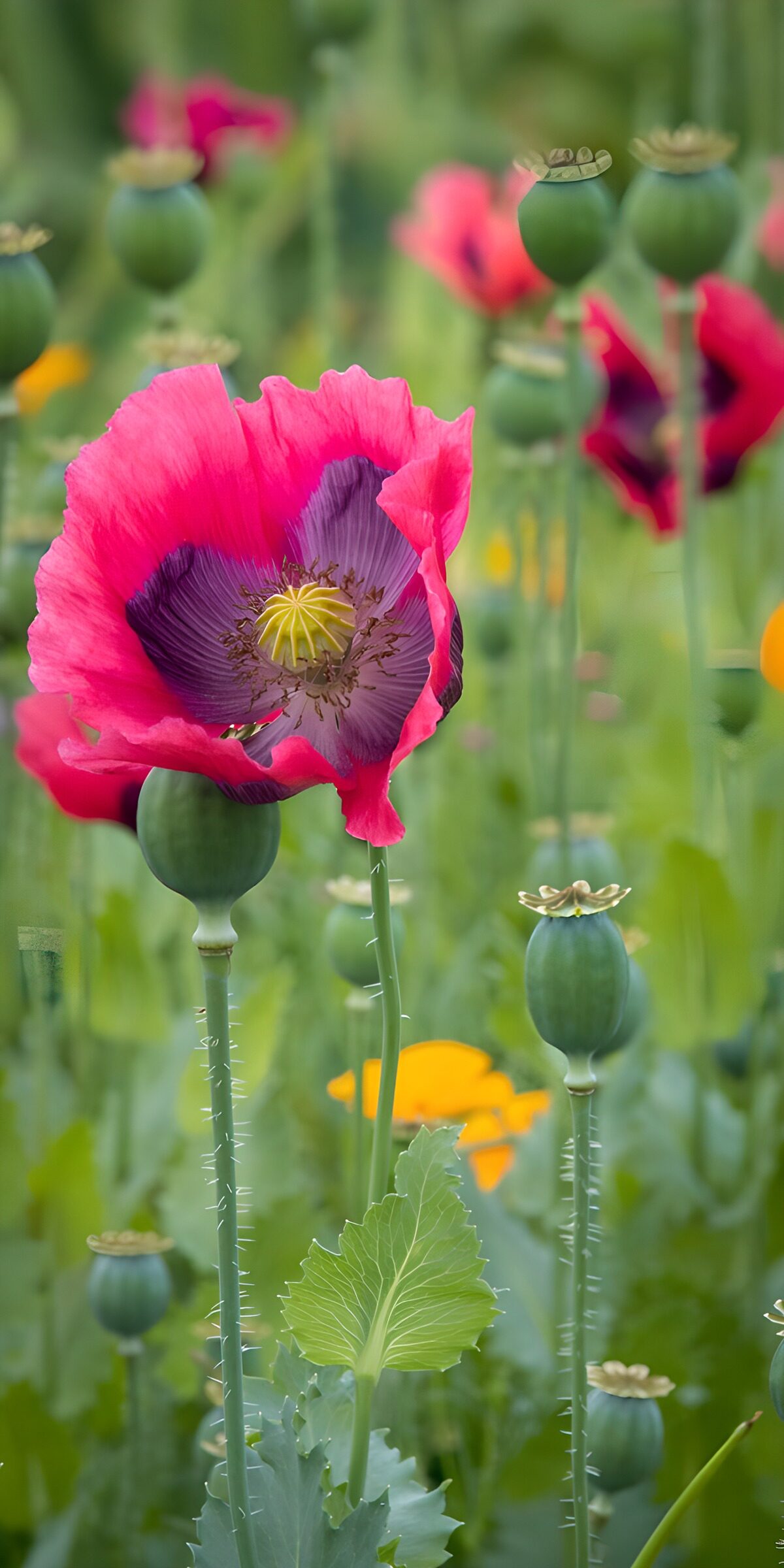 TPES60768: Amapola rosa y cápsulas a la luz