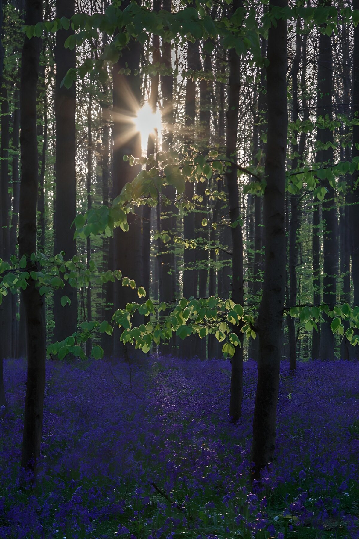 Bosque de flores azules a contraluz