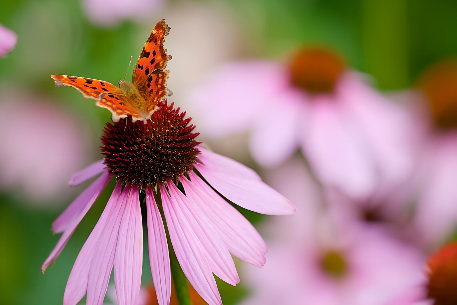 TPES38935: Mariposa naranja en una equinácea al sol