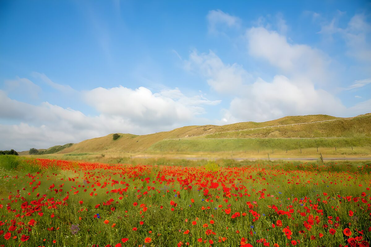 Pradera de amapolas a pleno sol