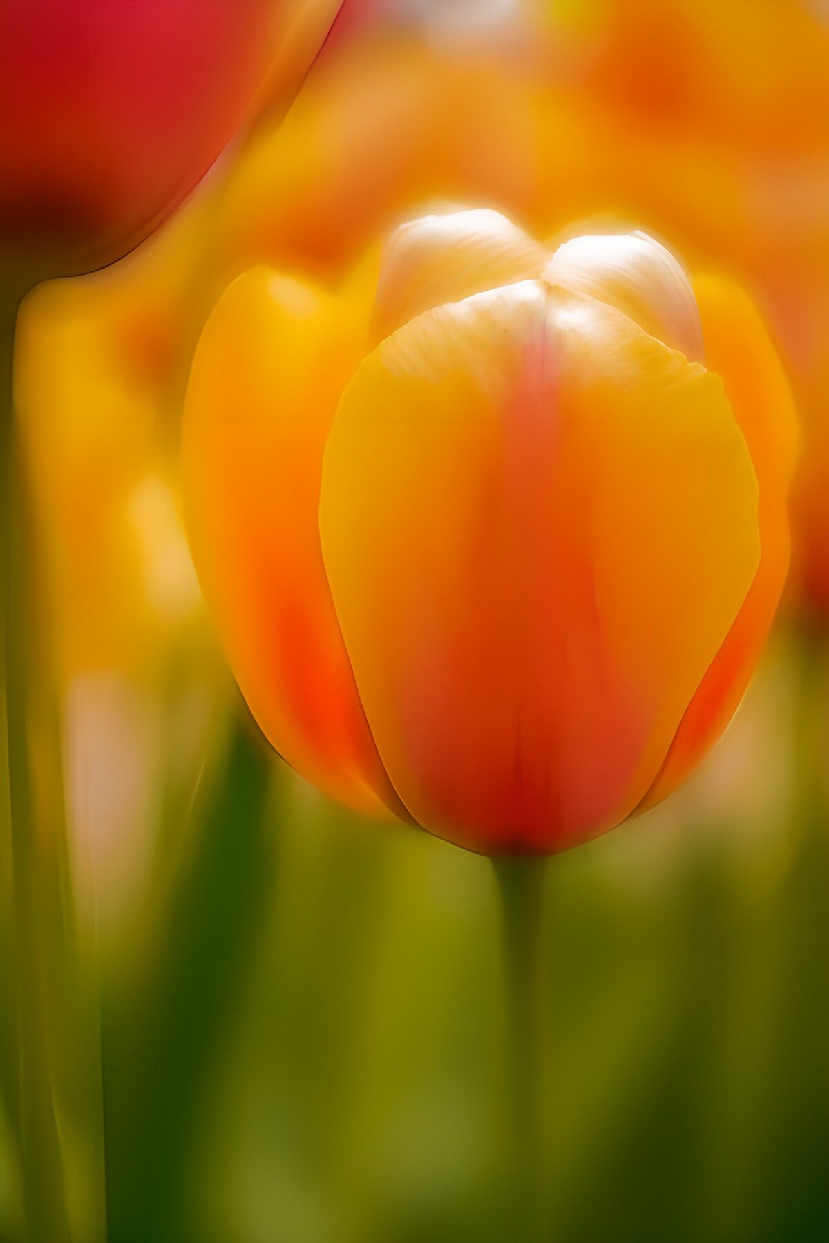 TPES53310: Tulipán naranja y amarillo en primer plano