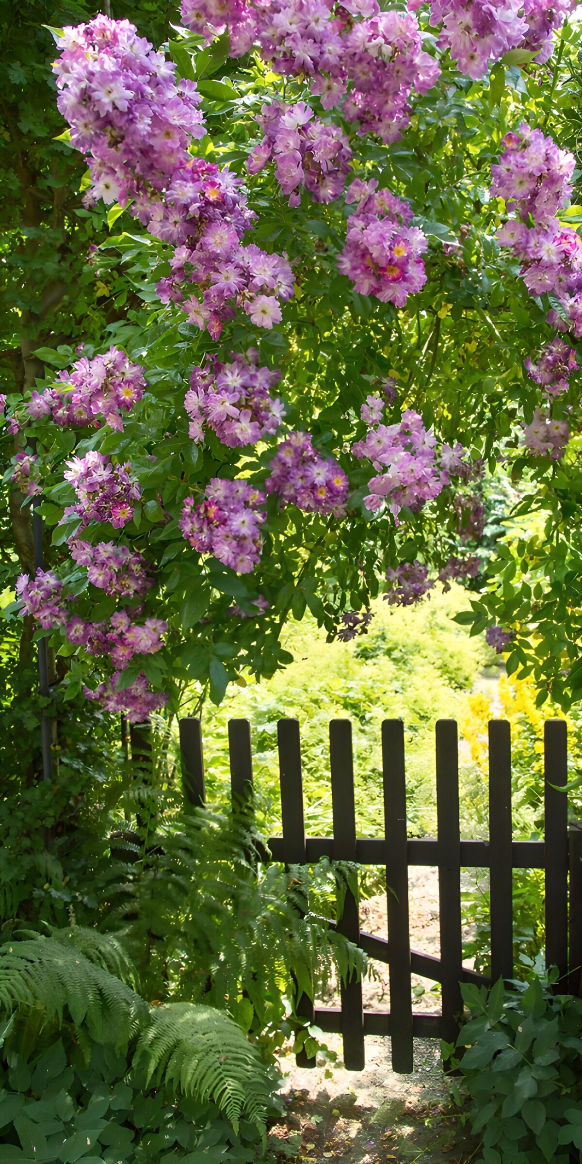 TPES31843: Portillo de madera entre flores y sombra