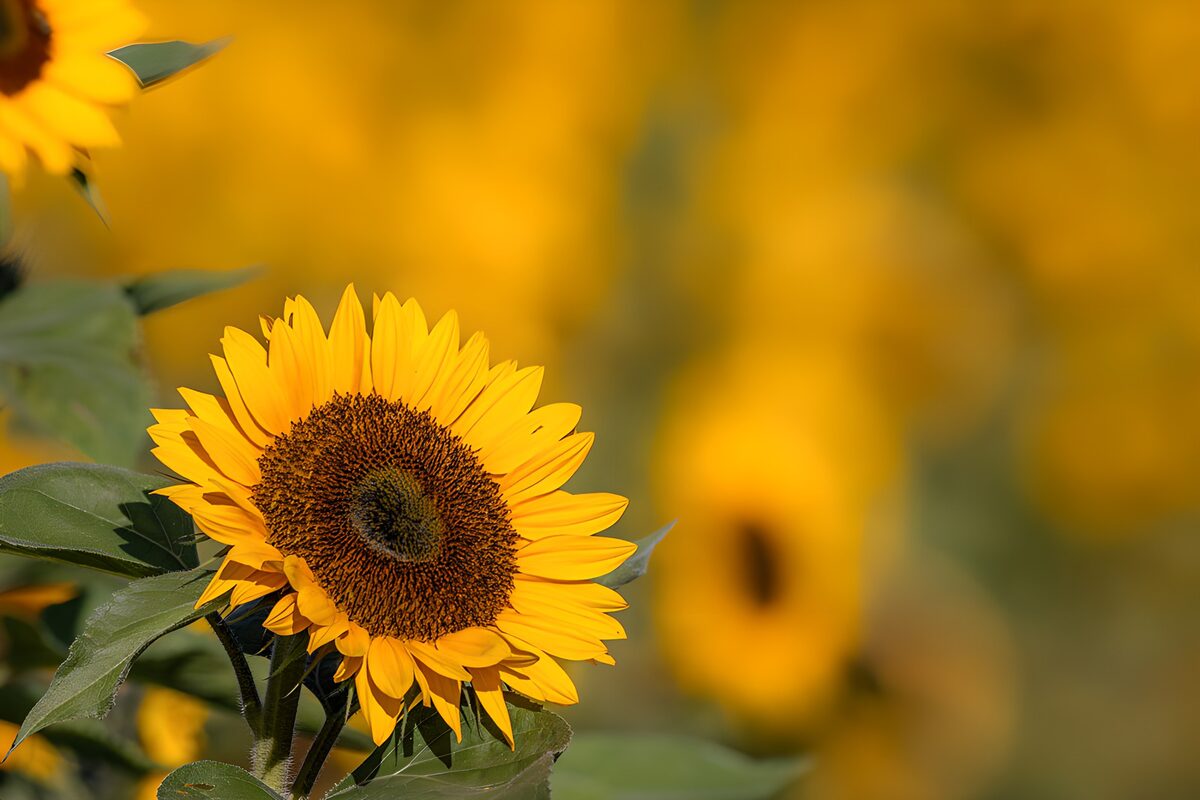 TPES49814: Girasol con el verano en los pétalos