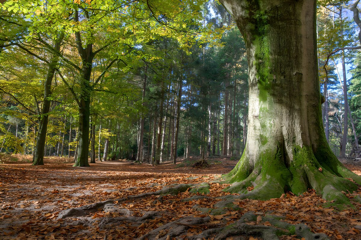 Tronco y raíces en un bosque de otoño