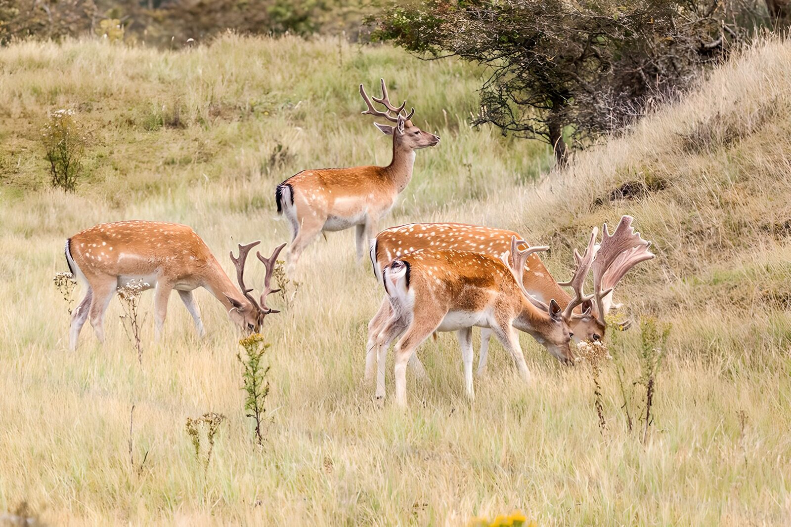 TPES24984: Cuatro gamos entre la hierba seca