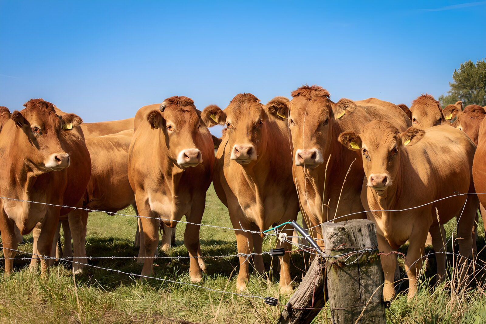 TPES31347: Vacas doradas junto a la cerca
