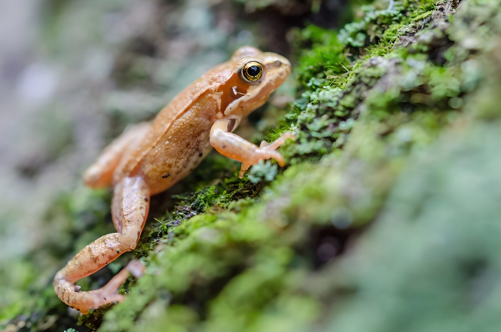TPES49675: Rana cobriza sobre musgo verde