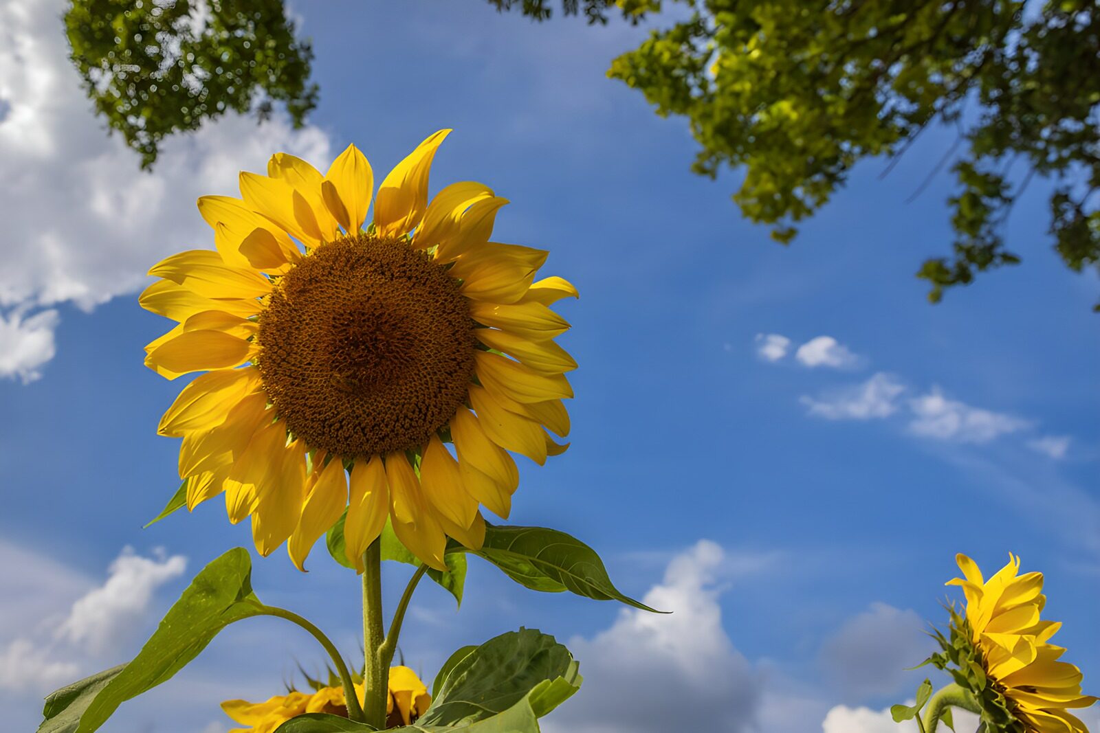 TPES76346: Girasoles a pleno sol bajo un cielo azul