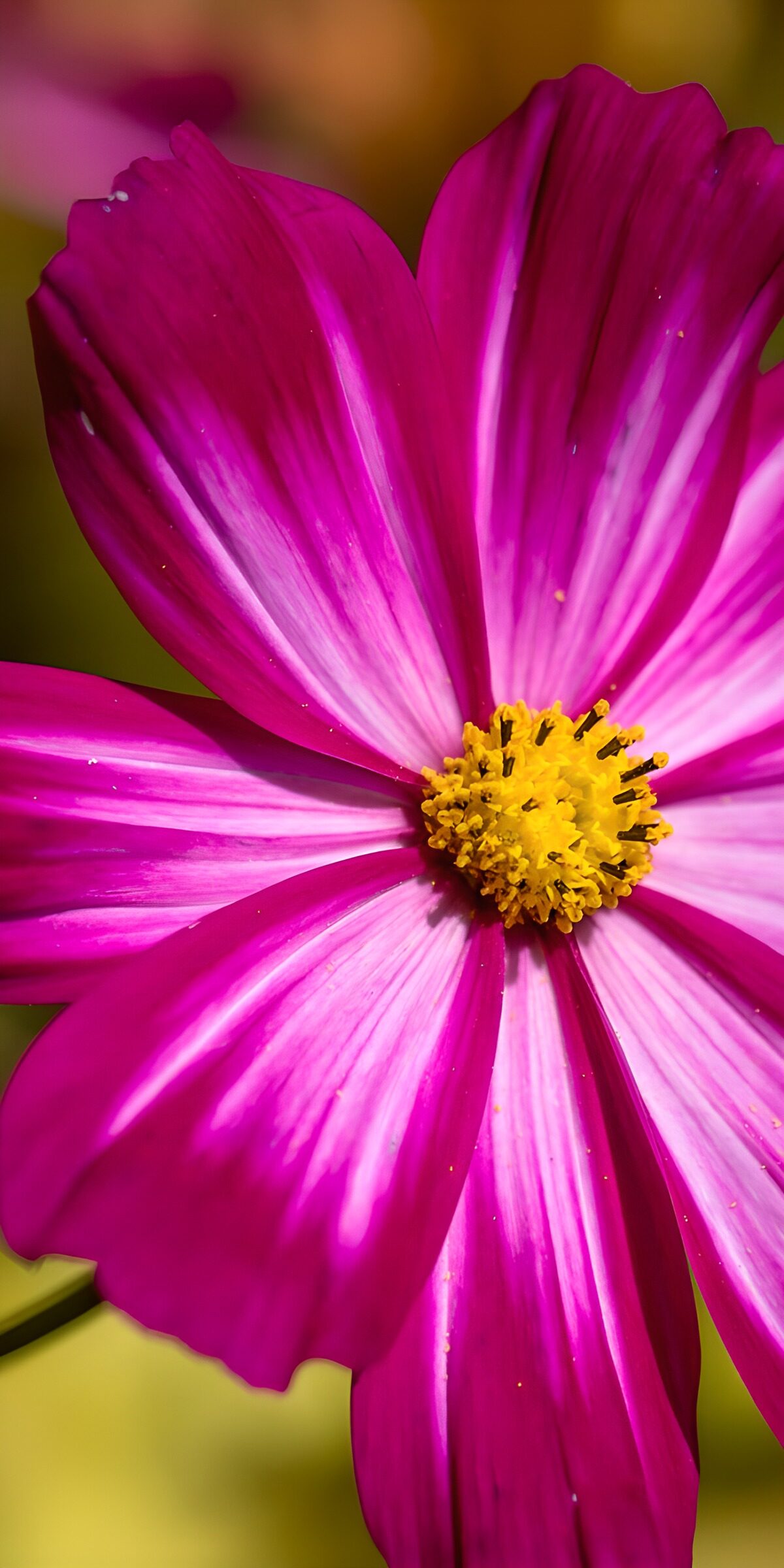 TPES24471: Cosmos magenta en primer plano