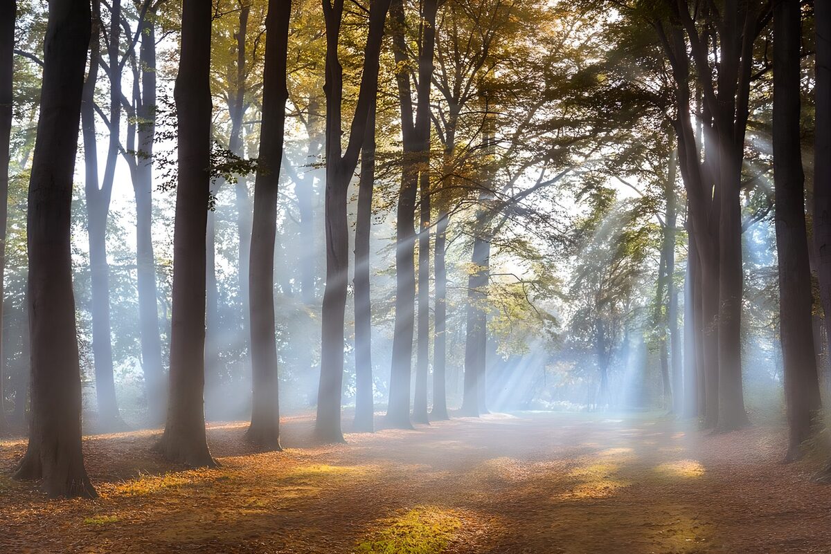 Sendero de otoño entre rayos de sol