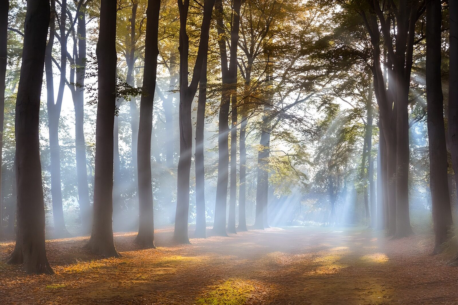TPES15326: Sendero de otoño entre rayos de sol