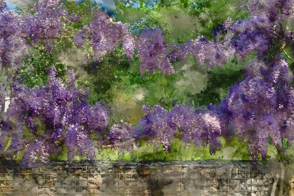 Glicinia en flor sobre un muro de piedra