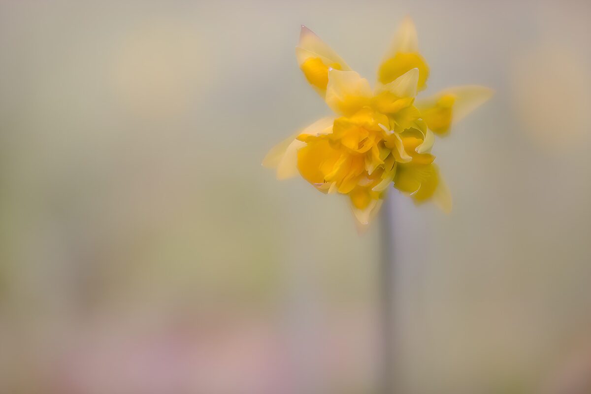 Narciso amarillo en un suave desenfoque