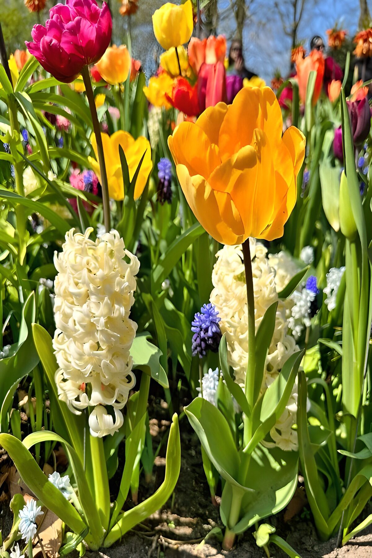 Tulipán amarillo y jacintos al sol