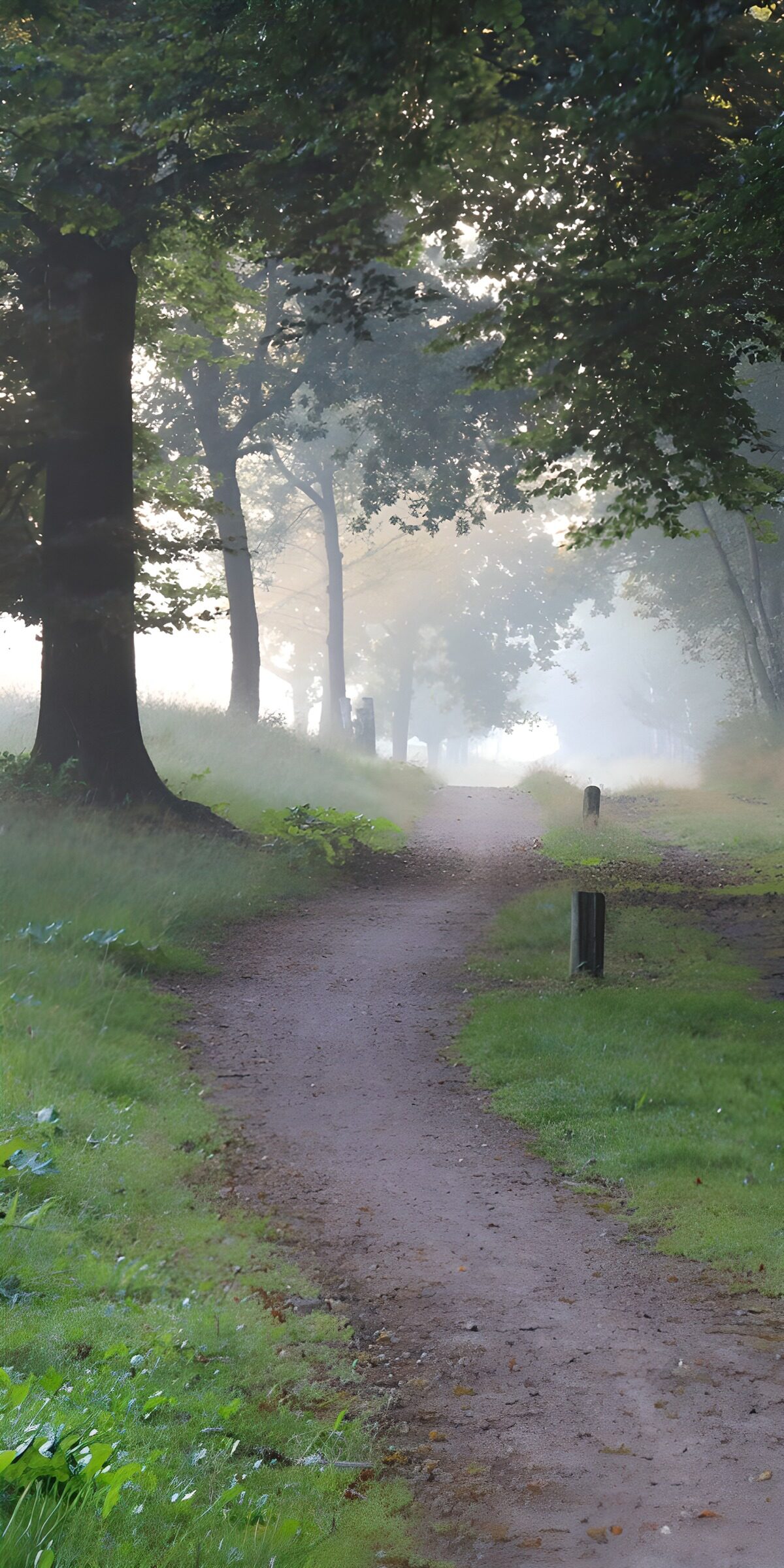 TPES67580: La luz teje la niebla del bosque