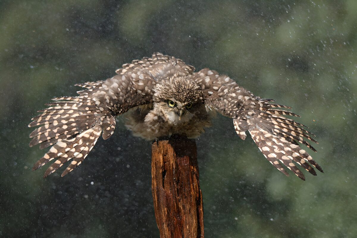 Mochuelo con las alas abiertas bajo la lluvia
