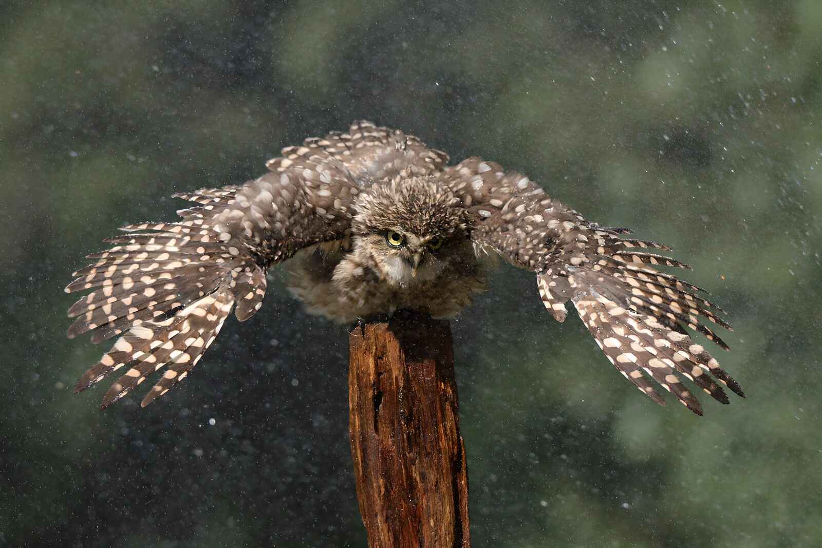 TPES63719: Mochuelo con las alas abiertas bajo la lluvia