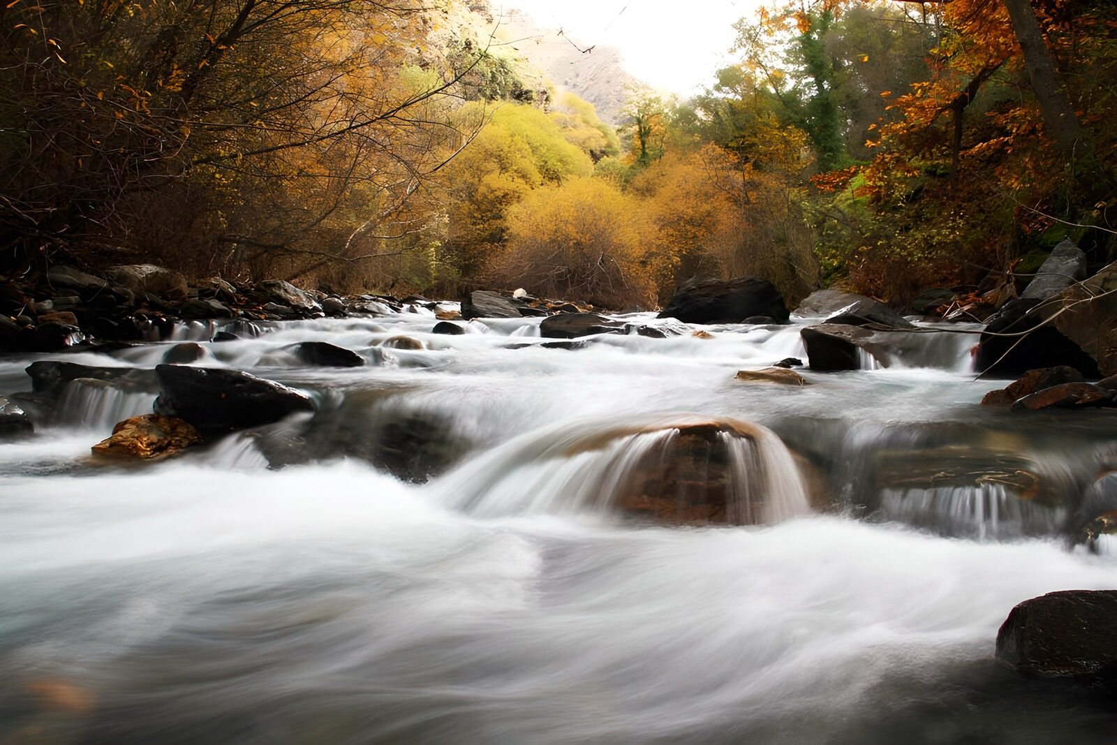 TPES47865: Agua de seda bajo el bosque dorado