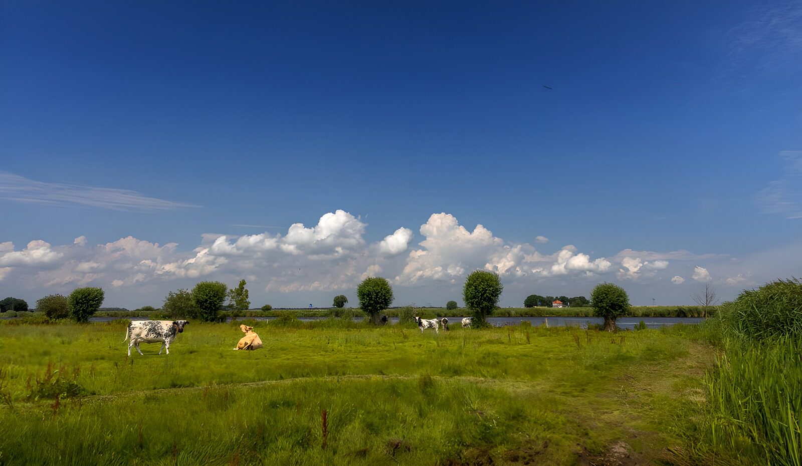 TPES17506: Vacas en la pradera bajo un cielo abierto